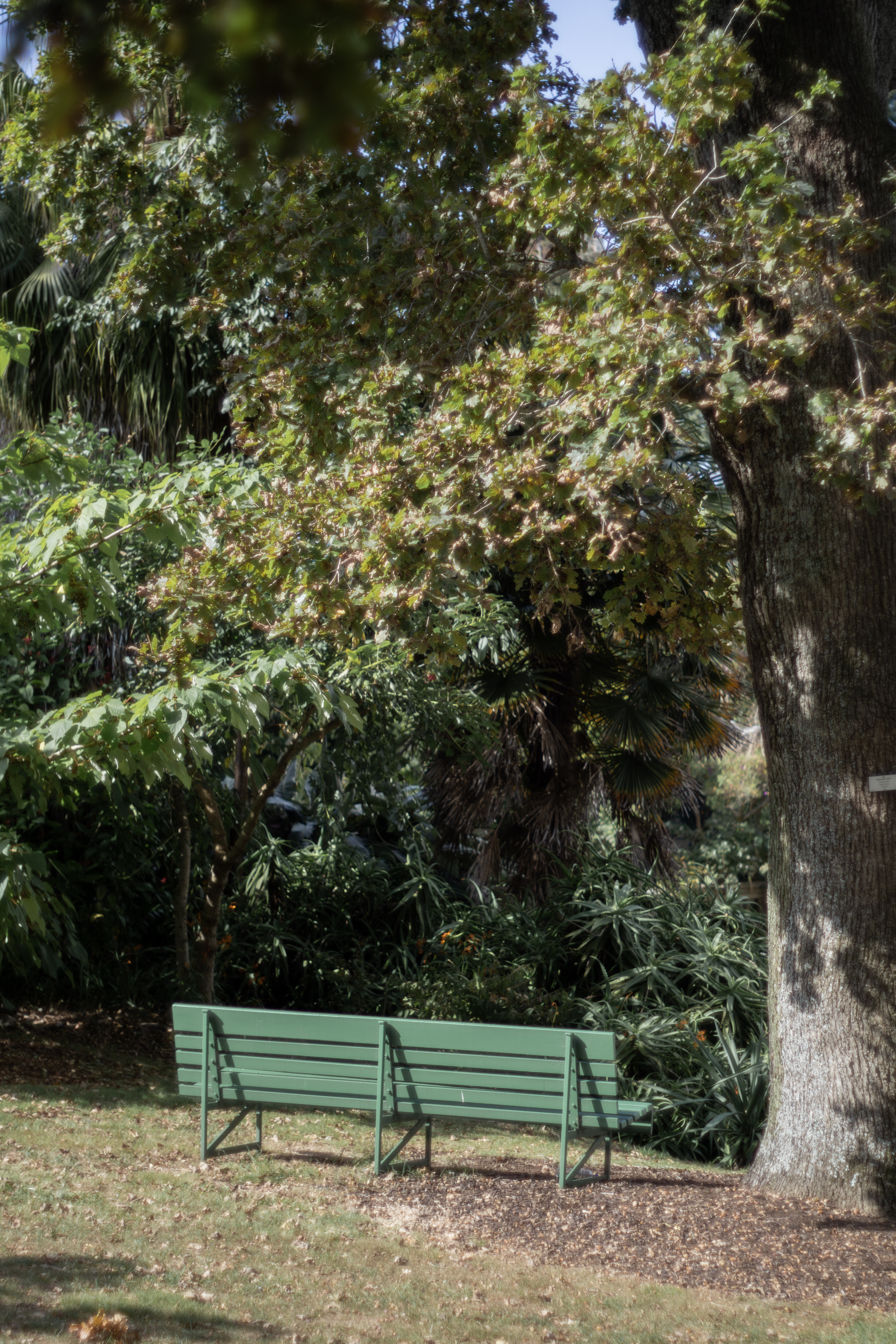 Cozy Clock Tower nature sit spot